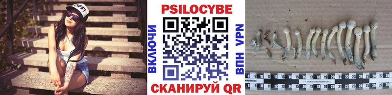 shop телеграм где купить Калтан Псилоцибиновые грибы мицелий
